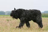 BOUVIER DES FLANDRES 405
